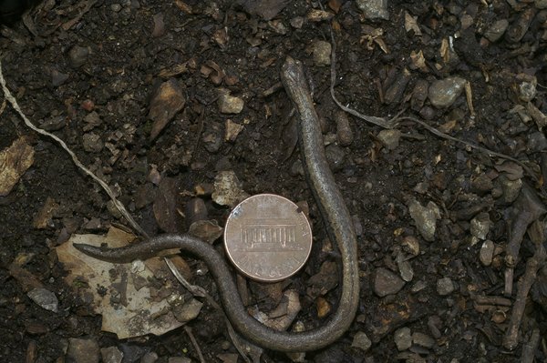 Quels sont les avantages et inconvénients des comptes d'épargne en ligne par rapport aux banques traditionnelles ?